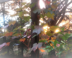 Amber Colours of Autumn