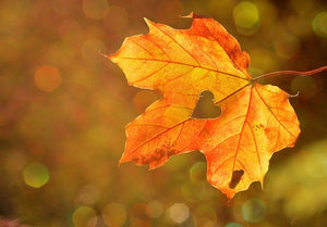 Autumn leaf with heart